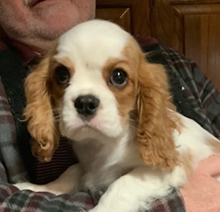 Elliott, Cavalier puppy for sale