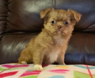 Macy, Miki puppy for sale